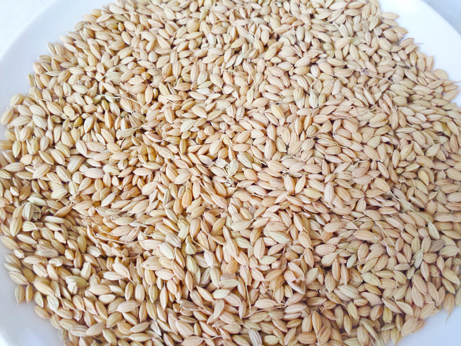 新鮮な玄米